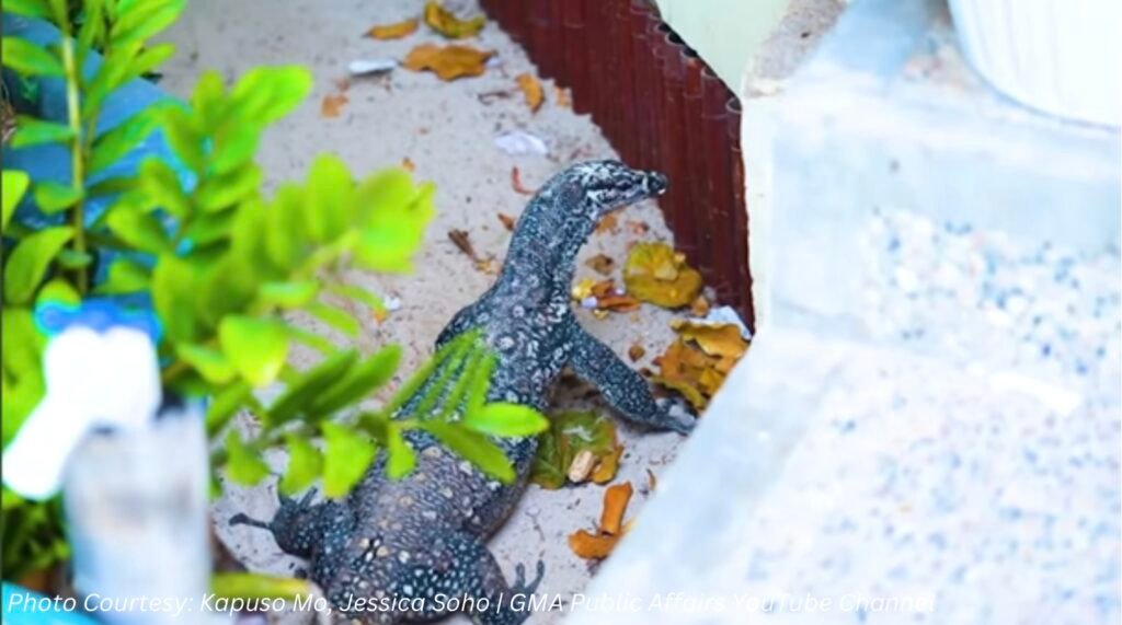 Discovering Coron’s Amazing Bayawaks: A Unique Tourist Experience